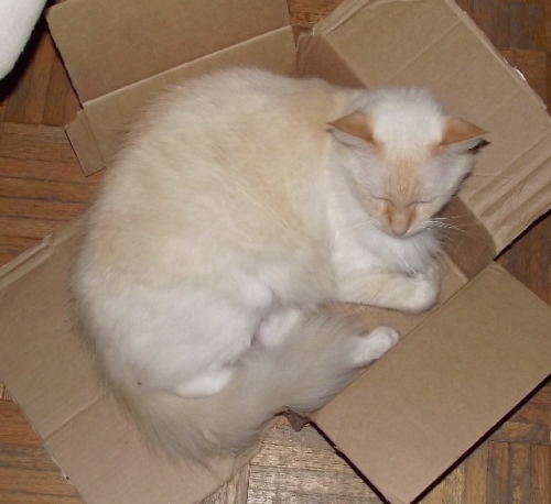 A gratuitous kitty-in-a-box photo to distract you from the lack of new project photos in this post.